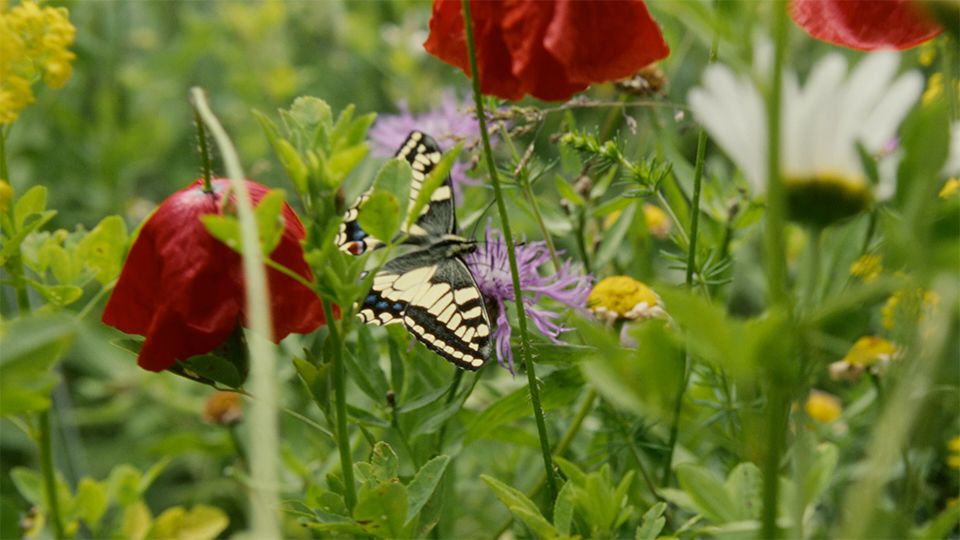 IP Suisse - Schmetterling
